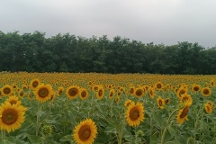 2023-07-12_09